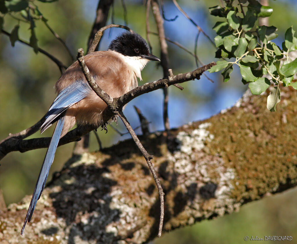 Pie ibériqueadulte, identification