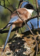 Iberian Magpie