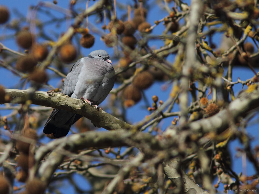 Pigeon colombinadulte, identification