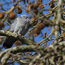 Pigeon colombin