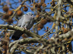 Pigeon colombin