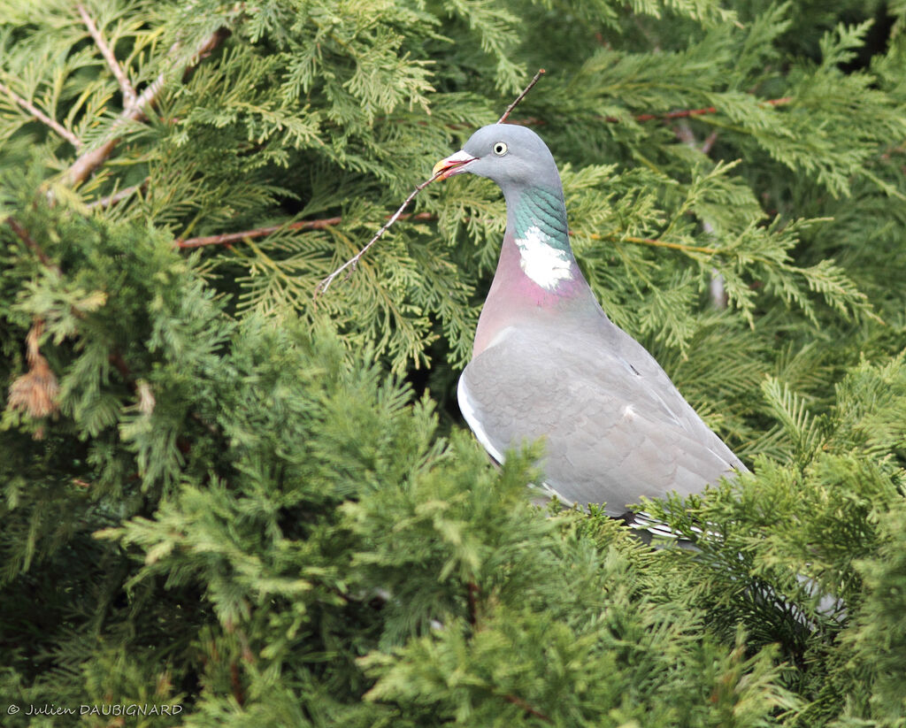 Pigeon ramier, identification