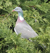 Common Wood Pigeon