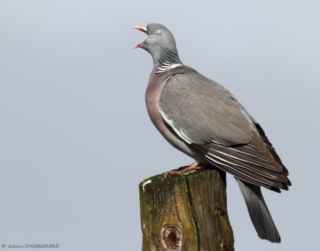 Pigeon ramieradulte, identification