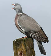 Common Wood Pigeon