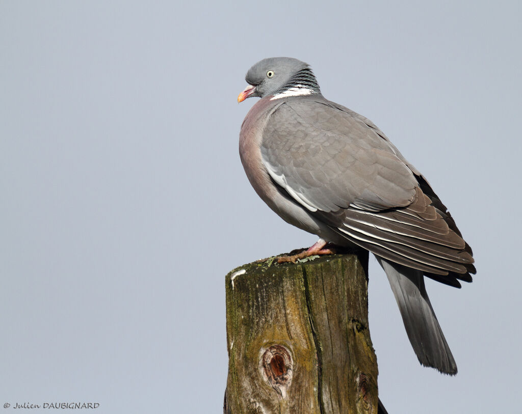 Common Wood Pigeonadult, identification