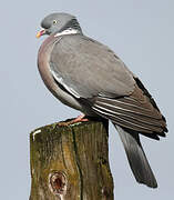 Common Wood Pigeon