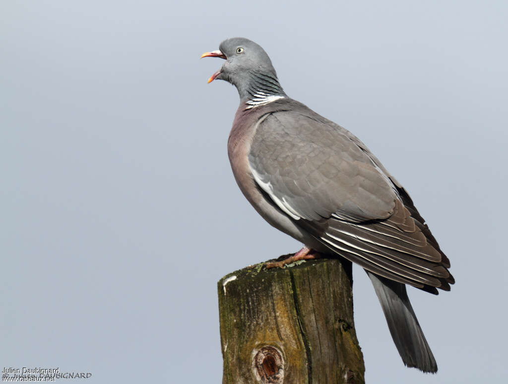 Pigeon ramieradulte, identification