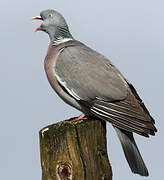 Common Wood Pigeon