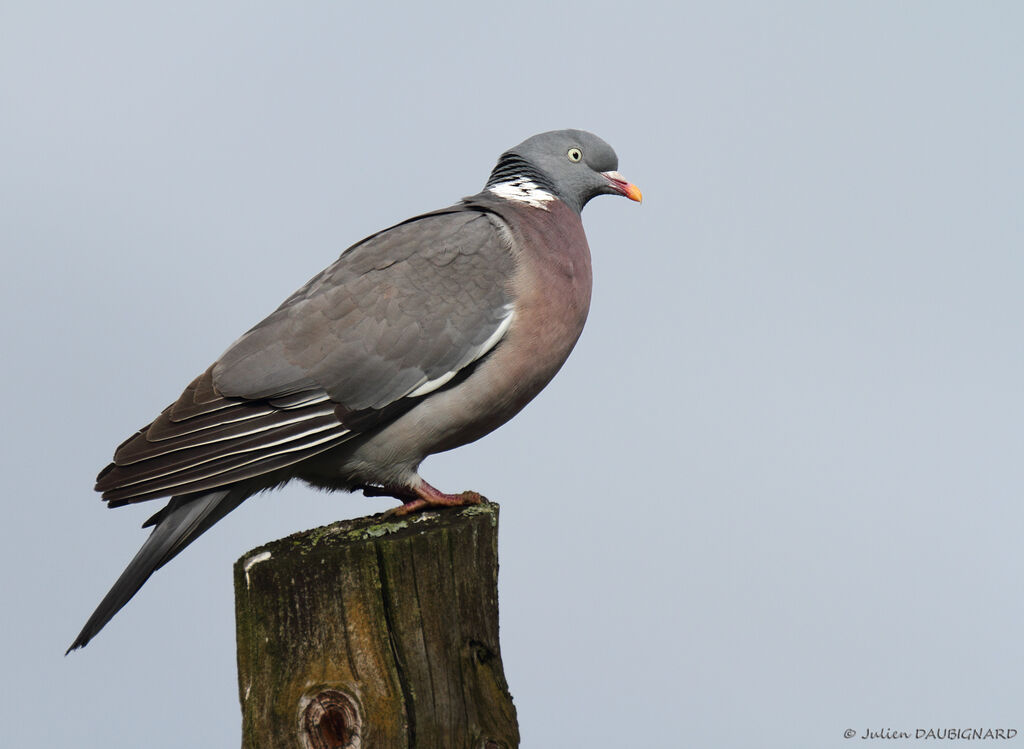 Pigeon ramieradulte, identification