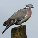 Pigeon ramier
