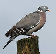 Common Wood Pigeon