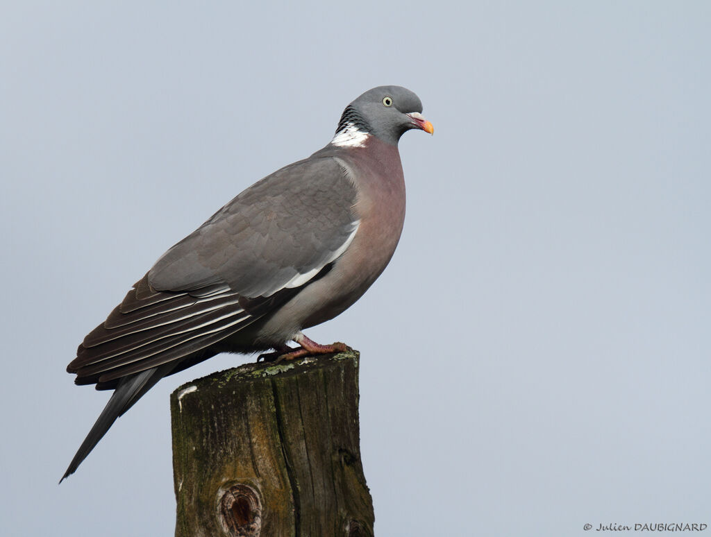 Common Wood Pigeonadult, identification