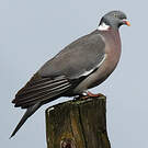 Pigeon ramier