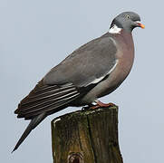 Common Wood Pigeon