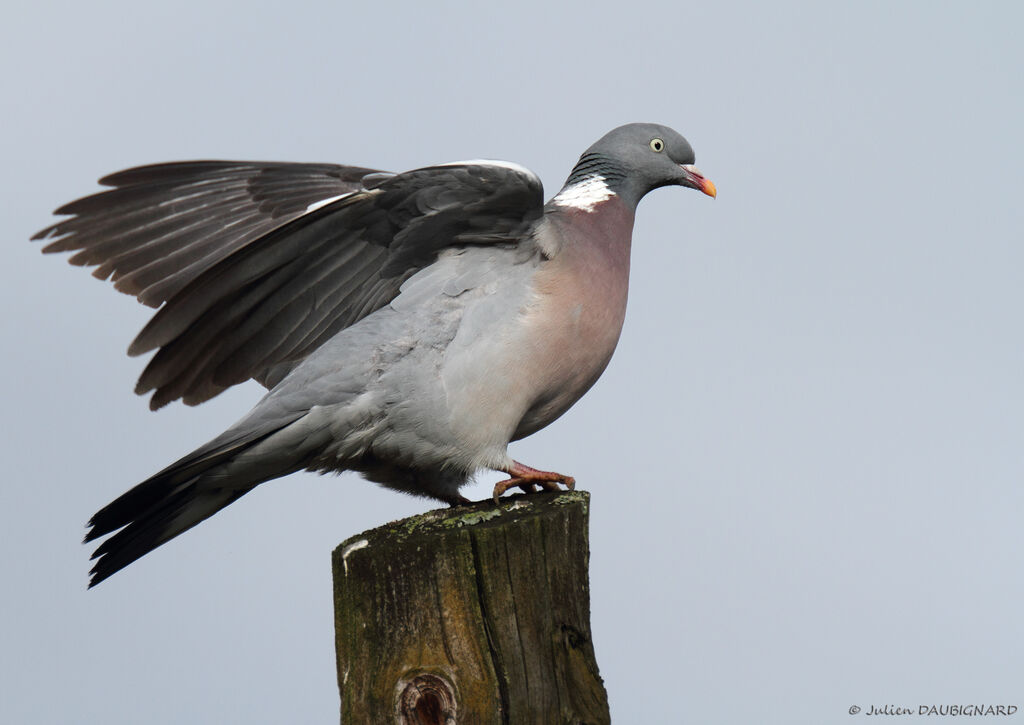 Pigeon ramieradulte, identification