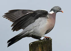 Common Wood Pigeon