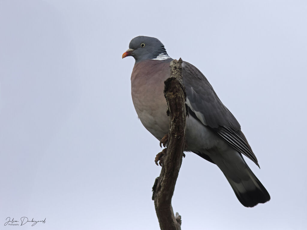 Pigeon ramier