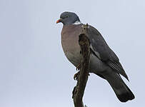 Pigeon ramier