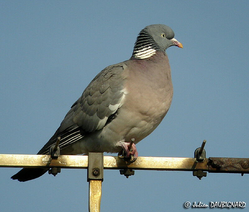 Common Wood Pigeon