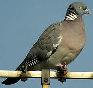 Common Wood Pigeon