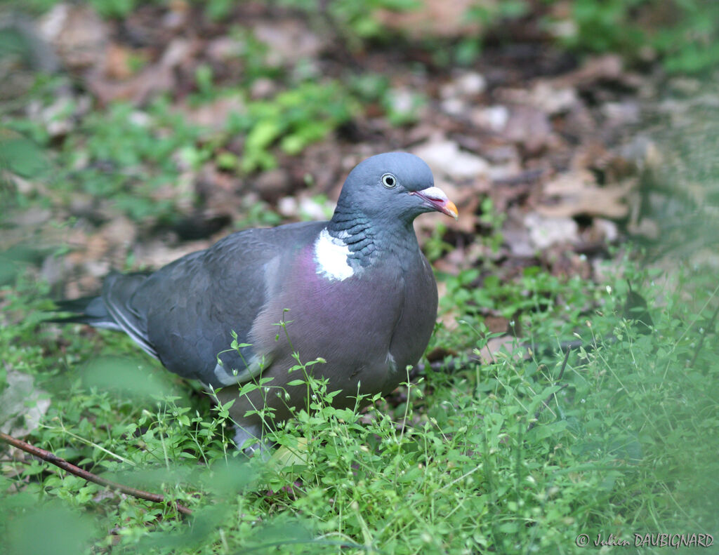 Common Wood Pigeon, identification