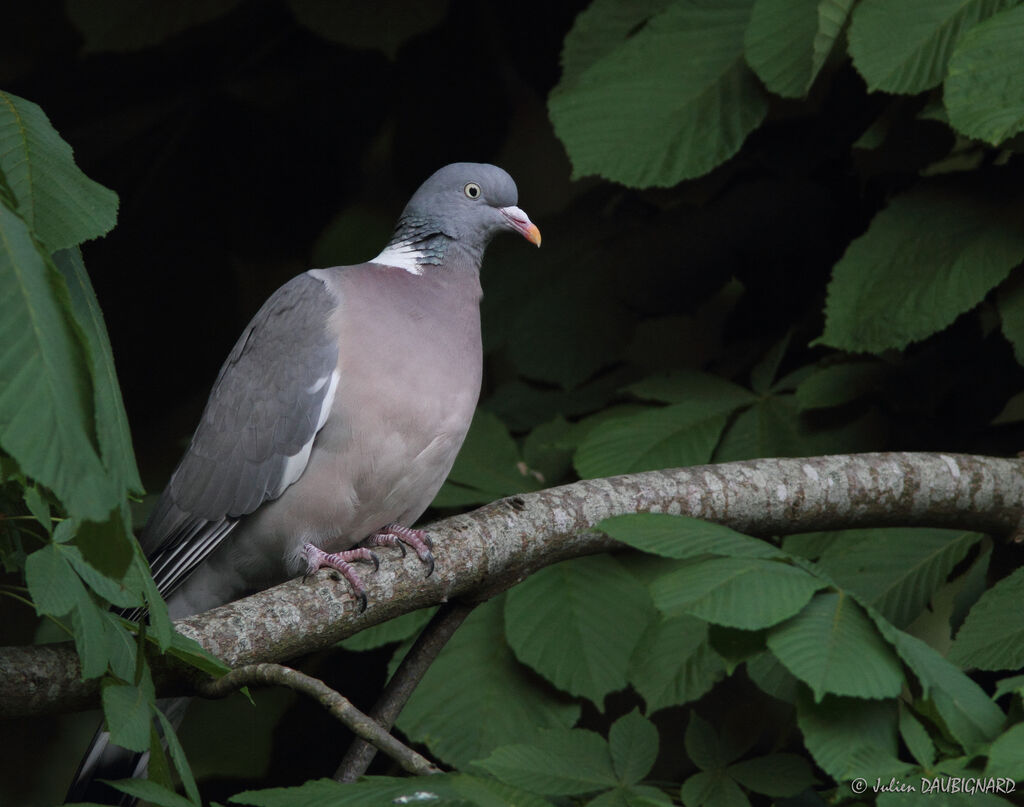 Pigeon ramier, identification