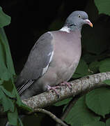 Common Wood Pigeon