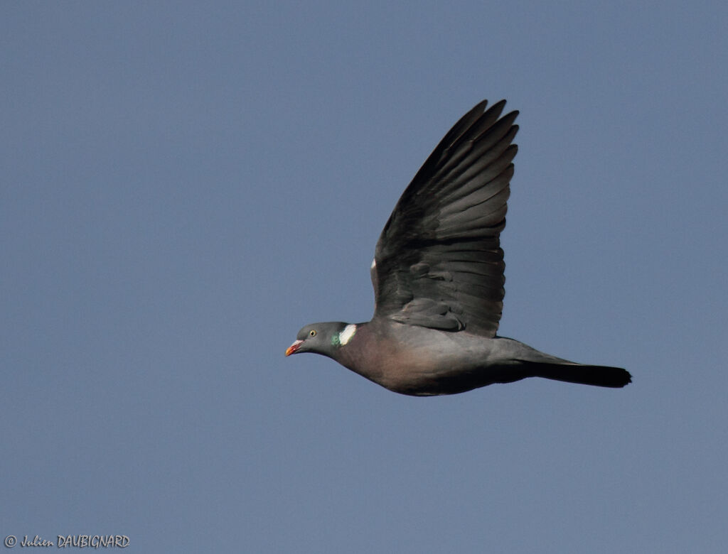 Common Wood Pigeon, Flight