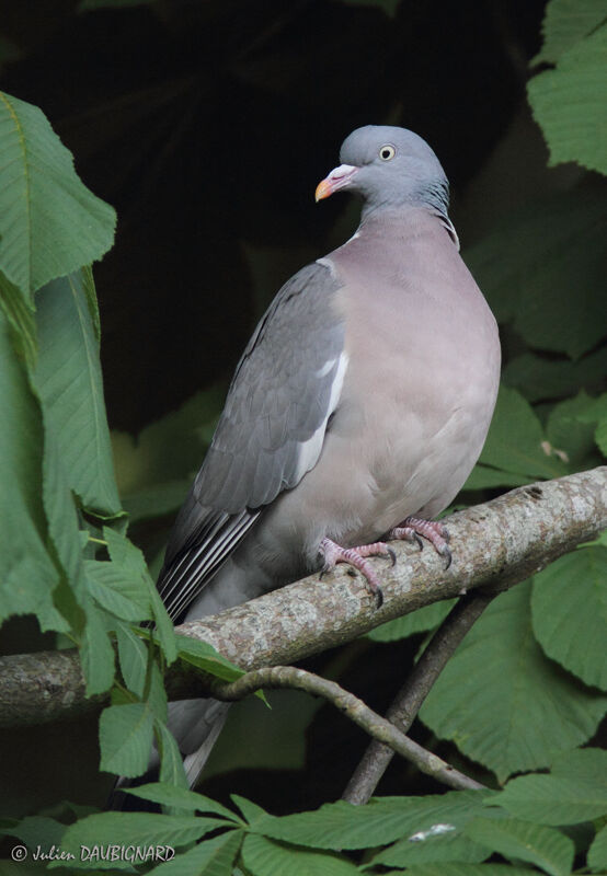 Common Wood Pigeonadult, identification