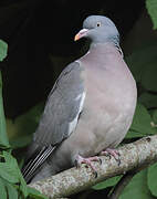 Common Wood Pigeon