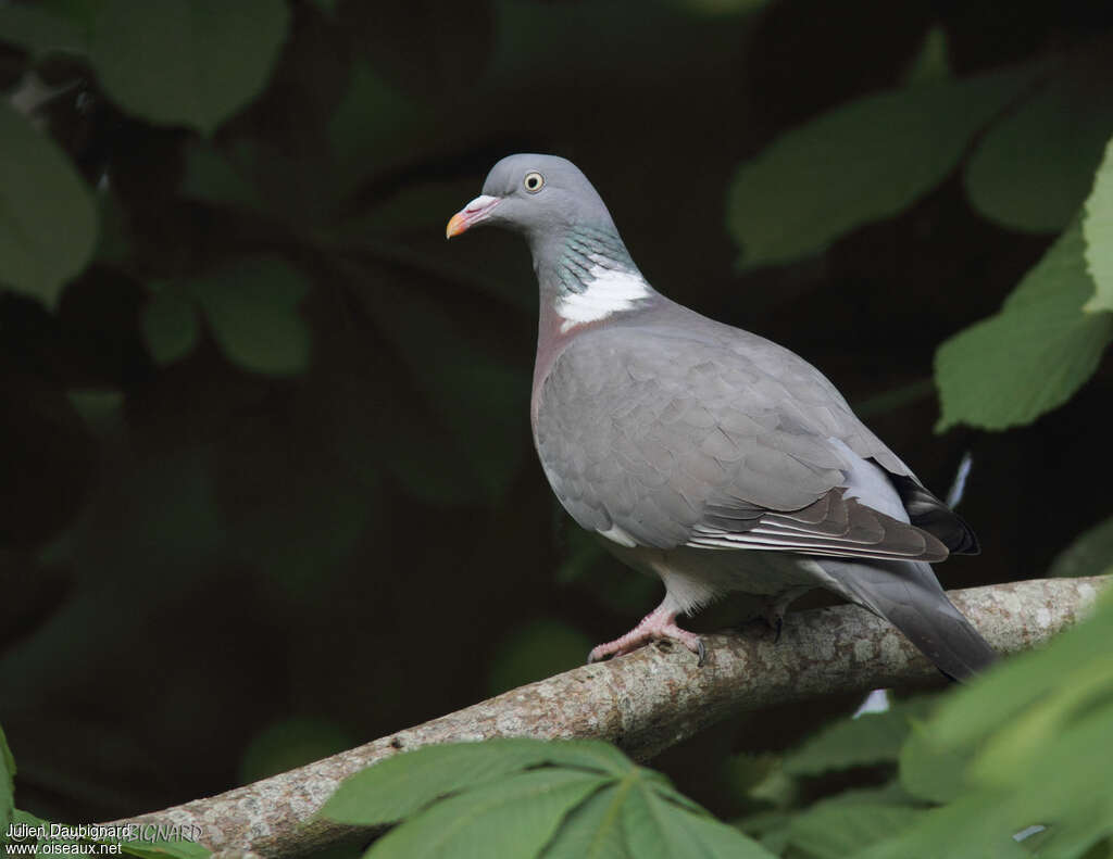 Pigeon ramieradulte, identification