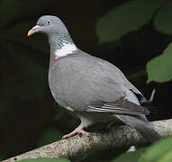 Common Wood Pigeon