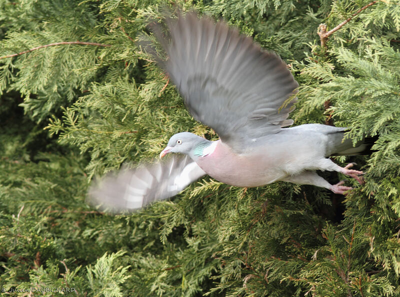 Common Wood Pigeon, Flight
