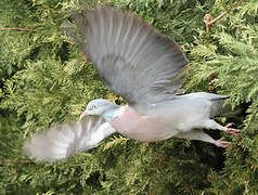 Common Wood Pigeon