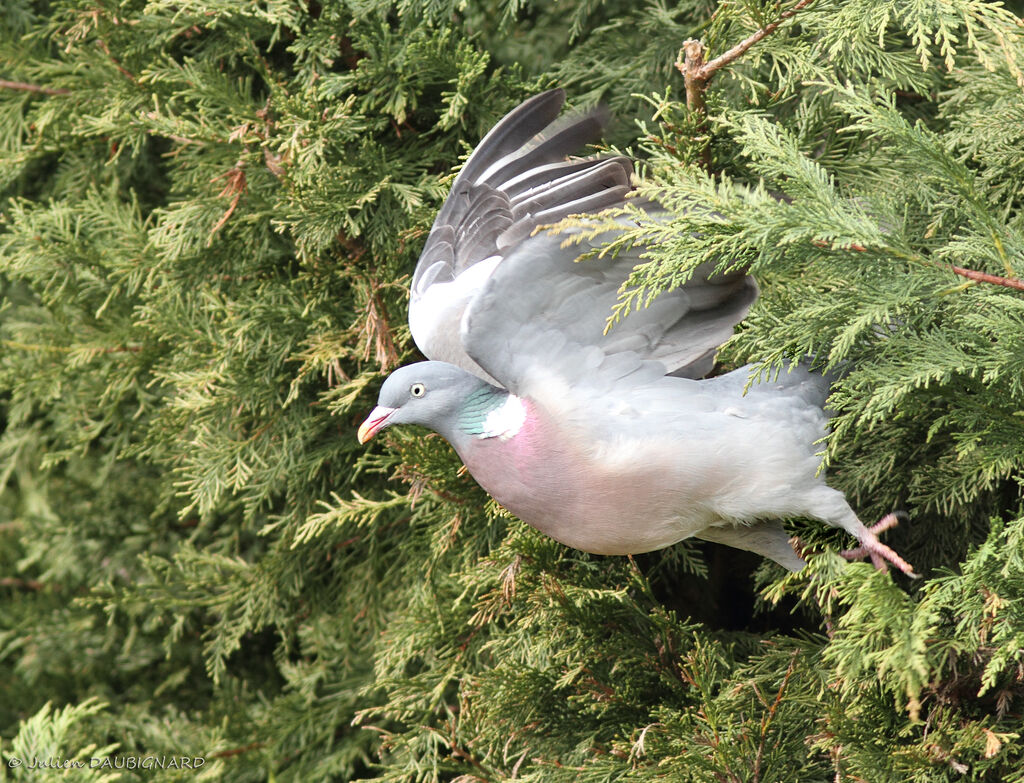 Common Wood Pigeon, Flight