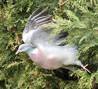 Common Wood Pigeon