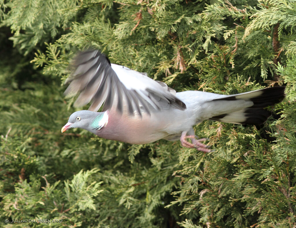 Common Wood Pigeon, Flight