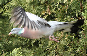 Common Wood Pigeon