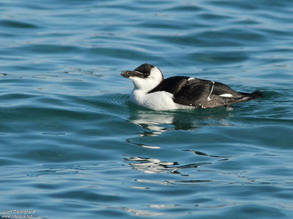 Pingouin tordaadulte internuptial, identification