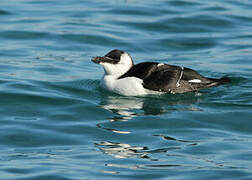 Razorbill