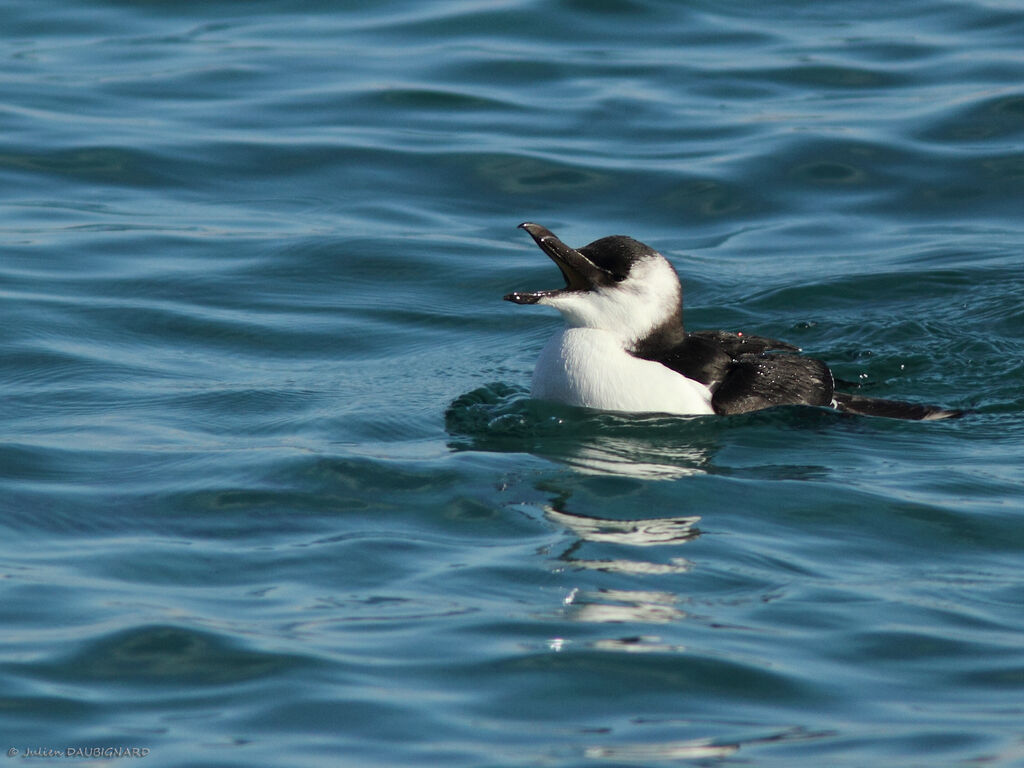 Razorbill, identification