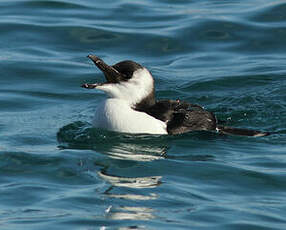 Pingouin torda