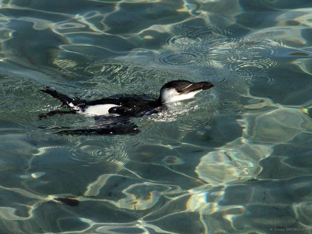 Razorbill, identification