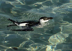 Razorbill