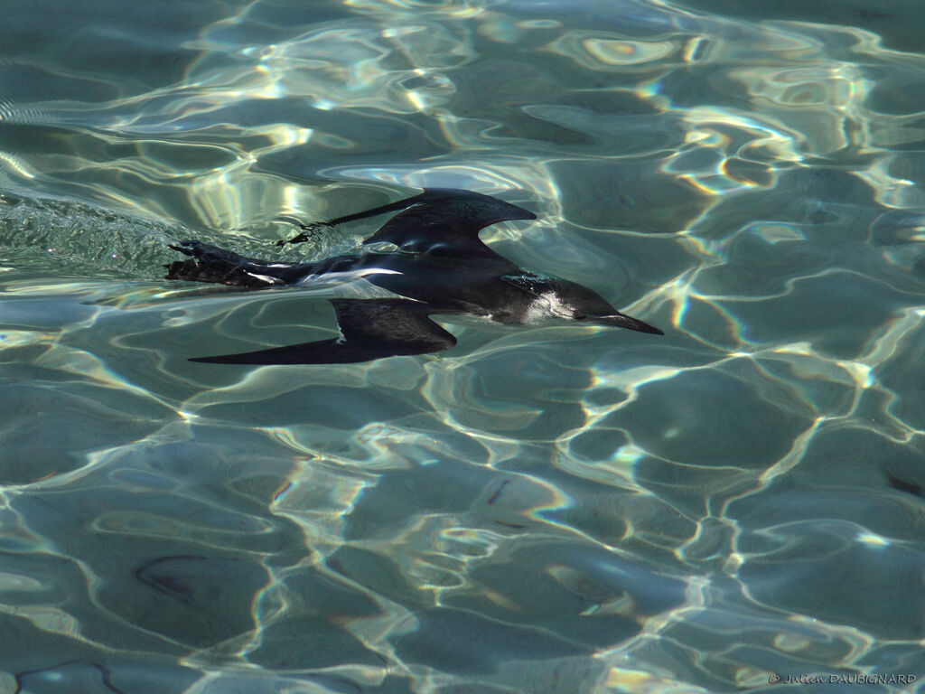 Razorbill, identification, Behaviour