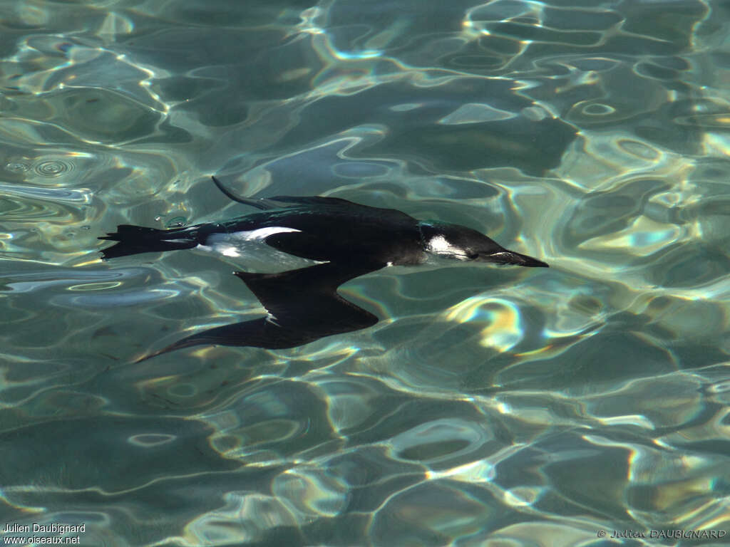 Razorbill, swimming, fishing/hunting, Behaviour