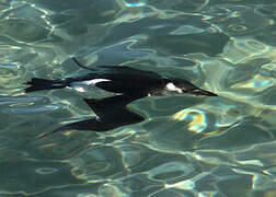 Razorbill