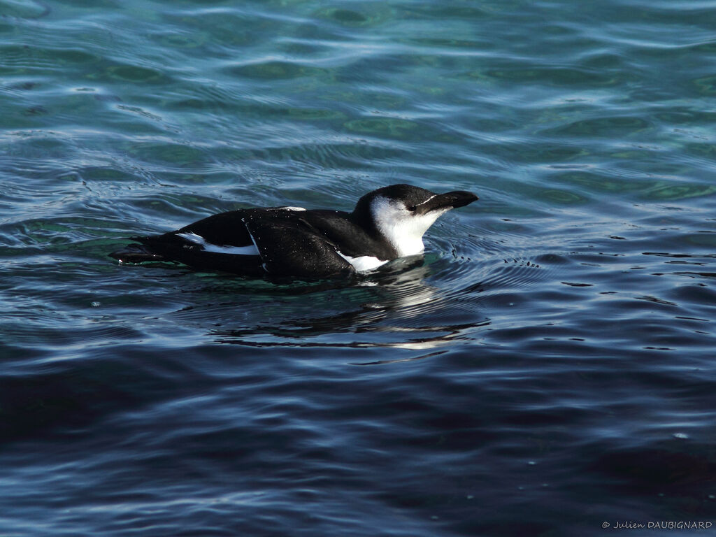 Razorbill, identification