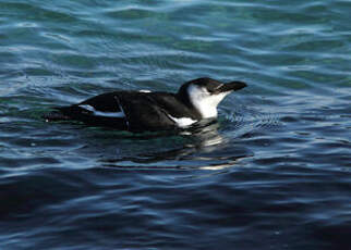 Pingouin torda